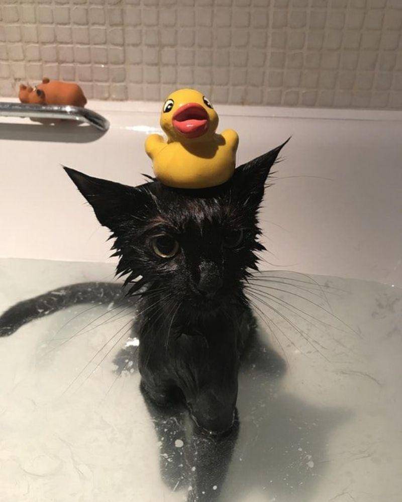 pinterest/reddit.com